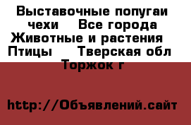 Выставочные попугаи чехи  - Все города Животные и растения » Птицы   . Тверская обл.,Торжок г.
